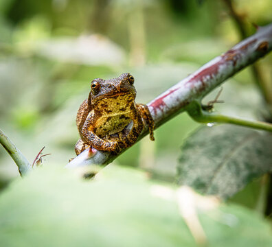 spring peeper face tree frog chorus on twig branch sticky pads with thorn