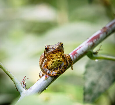 spring peeper face tree frog chorus on twig branch sticky pads with thorn