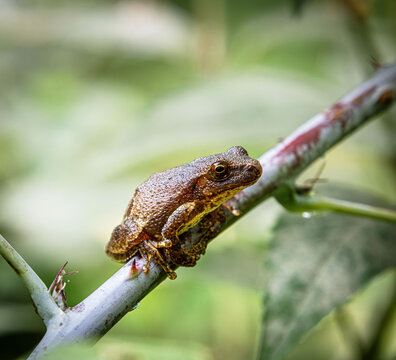 spring peeper tree frog chorus on twig branch sticky pads with thorn