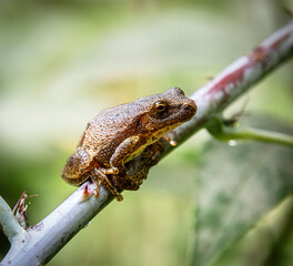 Obraz premium spring peeper tree frog chorus on twig branch sticky pads with thorn