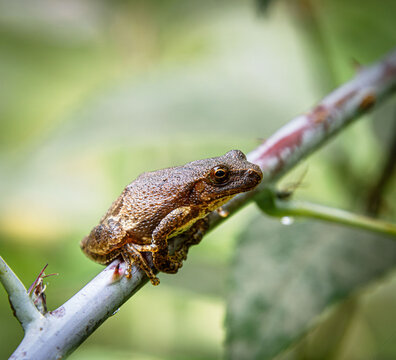 spring peeper tree frog chorus on twig branch sticky pads with thorn