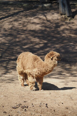 Naklejka premium fawn-colored alpaca standing on a dirt ground outdoors.