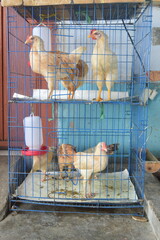 chickens in the cage © hari