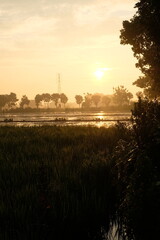 Fototapeta premium Scenic morning sunlight illuminating green paddy fields in peaceful countryside landscape