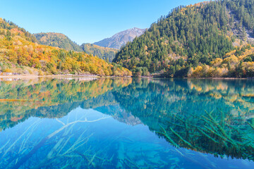 Fototapeta premium Scenery Jiuzhaigou national park in Sichuan, China. Beautiful Five Flower Lake in Autumn season. Famous Landmark and Vacation near Chengdu, China. Asia travel concept