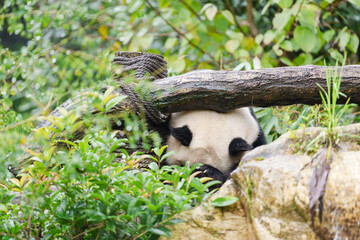 Cute Giant Panda, Ailuropoda melanoleuca or panda bear in forest at Chengdu Panda Breeding Research Center Dujiangyan. landmark and popular for tourists attractions in Chengdu, China. © Jo Panuwat D