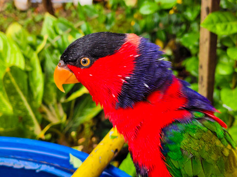 Vibrant black capped lory parrot peeking through lush green leaves