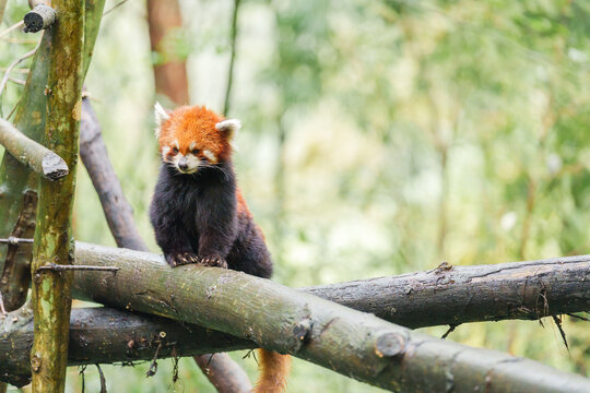 Cute Red Panda, Ailurus fulgens or lesser panda in forest at Chengdu Panda Breeding Research Center Dujiangyan. landmark and popular for tourists attractions in Chengdu, China. Travel and Vacation