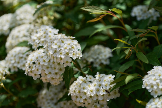 White Reeve's spirea flowers blooming among green leaves in spring