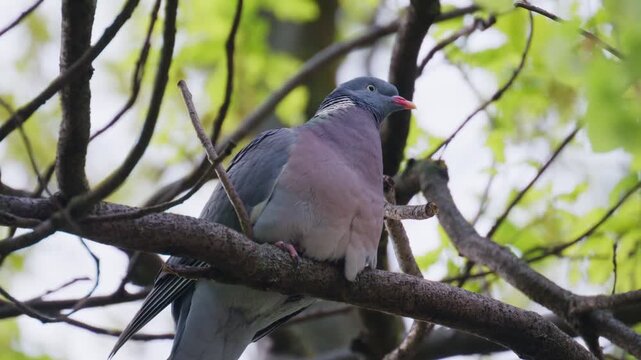 Wild wood pigeon perched on tree branch among green spring leaves in forest environment.