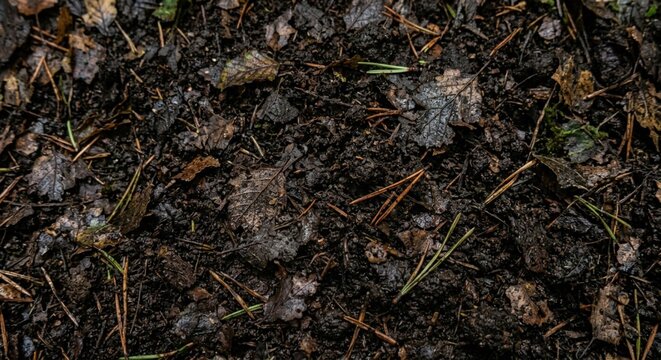Top view of dark damp forest floor covered with fallen leaves and pine needles.