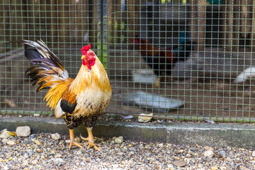 Beautiful Rooster © Maria