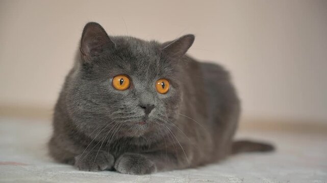 Close up motion of a charming chartreux cat with big orange eyes, staring directly into the camera, looking around, footage.