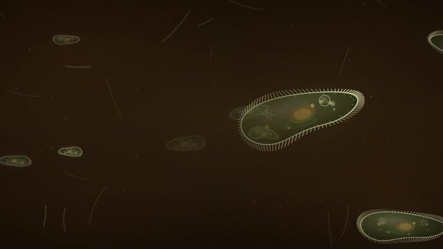 Paramecium gliding with beating cilia over dark water seamless loop