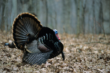 00845-03305 Eastern Wild Turkey (Meleagris gallopavo silvestris) male/gobbler strutting Stephen A. Forbes SP, Marion Co.  IL © Daybreak Imagery