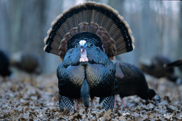 00845-03419 Eastern Wild Turkey (Meleagris gallopavo silvestris) male/gobbler strutting Stephen A. Forbes SP, Marion Co.  IL © Daybreak Imagery