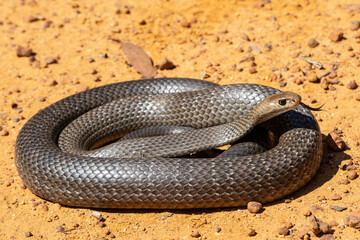 Obraz premium Australian Highly venomous Eastern Brown Snake