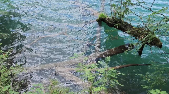 Jiuzhaigou 4K Close-Up of Dead Tree Above Sparkling Turquoise Water Surface with Ripples, Sichuan, China