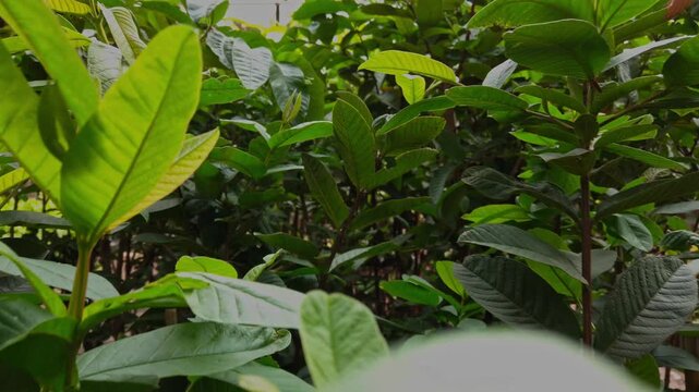 Tracking shot through rows of healthy young guava plants supported by wooden stakes, growing inside a commercial plant nursery under a shade structure in Mexico.