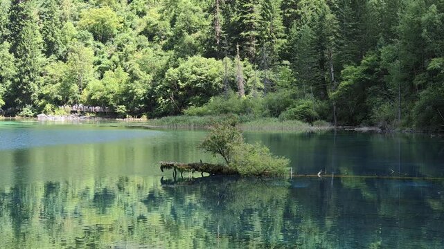 Jiuzhaigou 4K Close-Up of Dead Tree Above Sparkling Turquoise Water Surface with Ripples, Sichuan, China