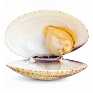 Close-up of a single, opened clam shell with the cooked clam visible, against a white backdrop