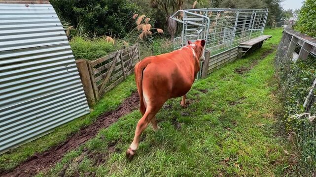 Close-up footage of a curious brown and white cow looking directly at the camera before turning away and walking across a grassy pasture. Show agriculture, livestock, farming, and rural lifestyle.