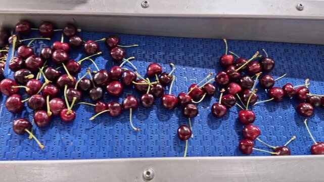 A continuous stream of freshly picked cherries moves across a conveyor for grading and quality control in a modern fruit processing plant.