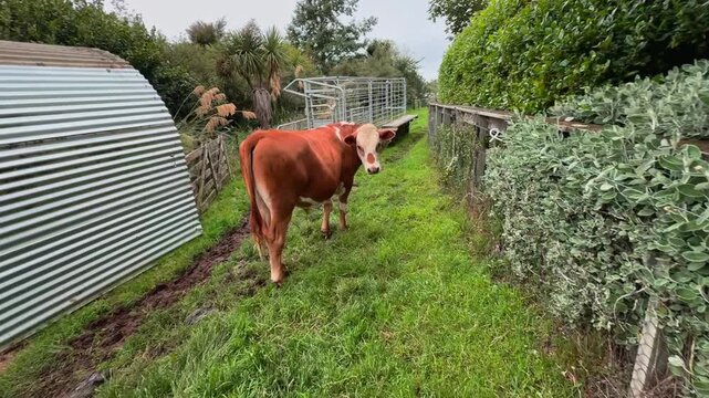 Peaceful farm scene featuring a single cow making eye contact with human, then calmly turning its head and walking. Perfect for livestock, countryside, dairy farming, and nature-themed videos.