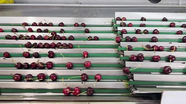 Ripe cherries flow along a conveyor belt during grading and quality inspection inside a commercial cherry packing facility.