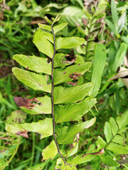 A close-up photo of a green fern leaf, showcasing the detailed leaf texture and the lush foliage. © ALDI