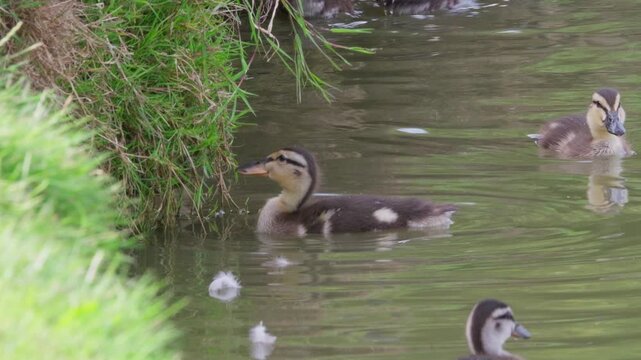 Young ducks swim near grassy bank. Water ripples gently around curious chicks. Green grass lines the edge of calm pond. Ducklings explore shallow waters. Nature's quiet rhythm continues