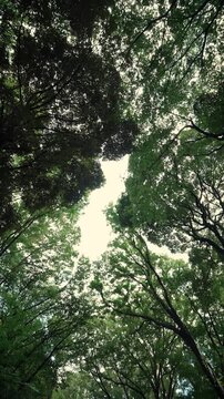 Vertical low angle shot looking up at a lush green forest canopy with swaying leaves and summer cicada sounds