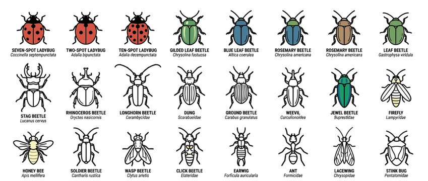 Collection of Colorful Insect Illustrations on Transparent Background