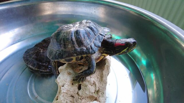 A turtle is resting on a rock in a metal bowl filled with water. The bowl is placed indoors, surrounded by green plants. The turtle has a colorful shell with markings. It appears curious and is lookin