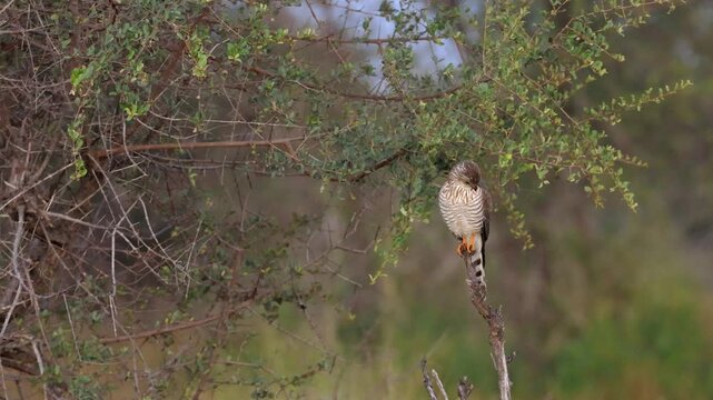 Banded plumage of Gabar Goshawk perched on tree branch in forest