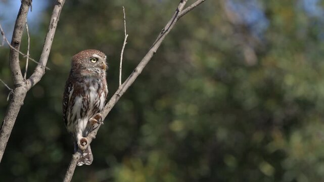 Pearl Spotted Owlett perched on tree branch bobbles head in breeze
