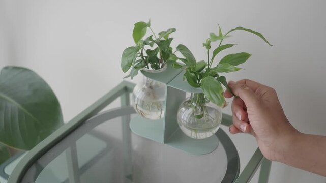 Plant care with glass vases in a bright room