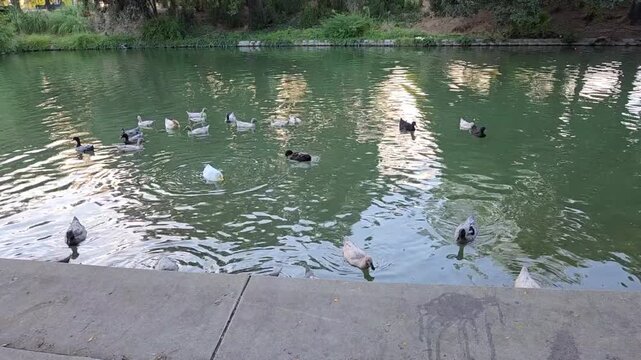 ducks swimming in the lake