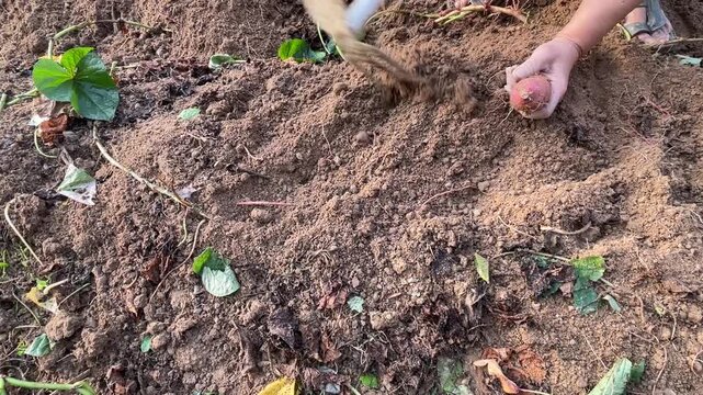 A gardener using a small hand hoe tool in one hand to dig soil while holding freshly harvested sweet potato Ipomoea batatas in the other hand in a homegrown garden.
