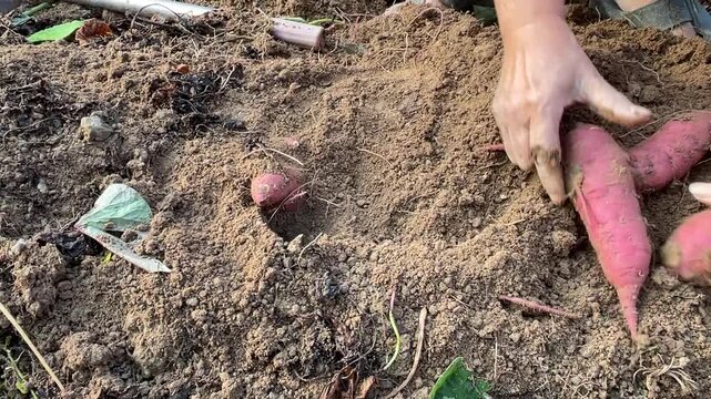 A person using bare hands to pull freshly revealed homegrown sweet potatoes Ipomoea batatas from loose soil in a garden.