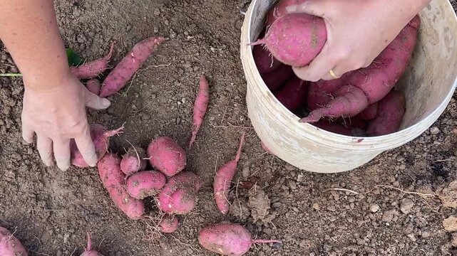 A gardener using bare hands to wipe dirt off freshly harvested red sweet potato Ipomoea batatas one by one and collecting it into a plastic bucket.