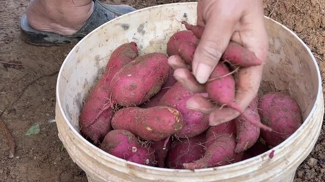 A close up of a gardener using bare hands to wipe soil off fresh red sweet potato Ipomoea batatas and placing into a plastic bucket.