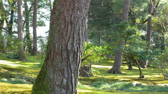 Sunlit Mossy Forest Floor and Pine Trees in Kenrokuen Garden