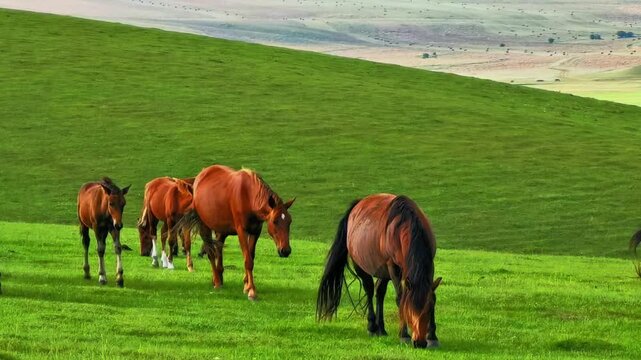 Herd of horses grazing peacefully on a lush green hillside in a scenic rural landscape, with rolling countryside in the background. Peaceful nature, agriculture, livestock, and pastoral landscape conc