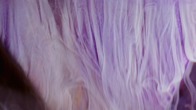Paint flow. Color fluid. Defocused purple lilac dribble water splash acrylic blend liquid falling on abstract creative background.