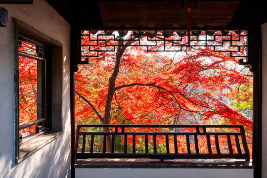 Traditional Chinese-style window with a view of red maple leaves during the autumn foliage season in Suzhou