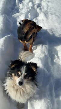 Funny dogs in snow winter vertical video.