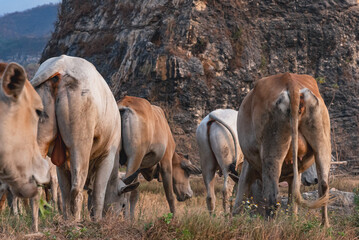 Farm cattle grazing on grassland with distinctive limestone hills in Klapanunggal, Bogor, Indonesia © krisbiantography