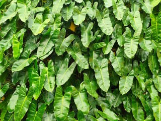 Lush Green Philodendron Leaves, Tropical Plant Foliage, Dense Evergreen Background Texture © Gepeemwe