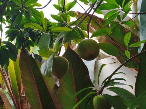Unripe green sapodilla fruits hanging on a tree branch surrounded by lush tropical foliage